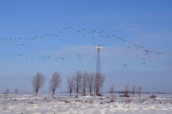 Vogelschwarm in Lemkenhafen