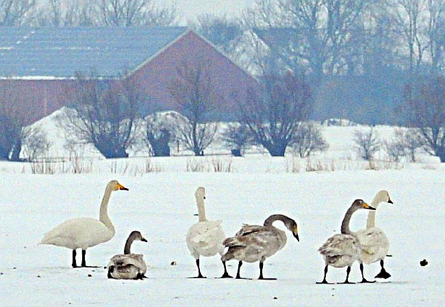 Fehmarn im Winter genie�en